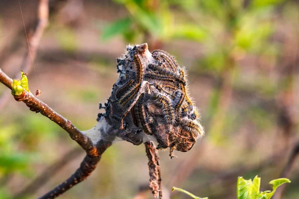 Caterpillars weave a web on fruit tree in early spring — Stock Photo, Image