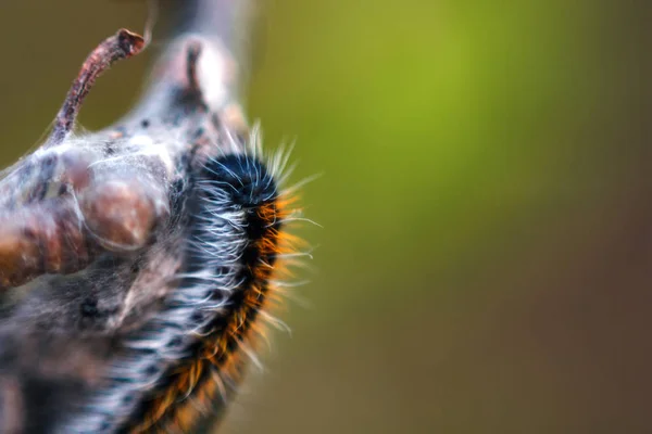 Macro fluffy caterpillar on tree branch, soft selective focus, copy space — Stock Photo, Image