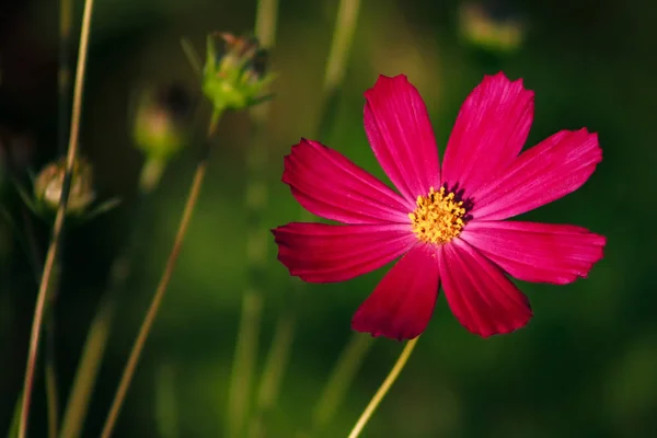 Kosmos Blume blüht auf grünem Hintergrund im Garten — Stockfoto
