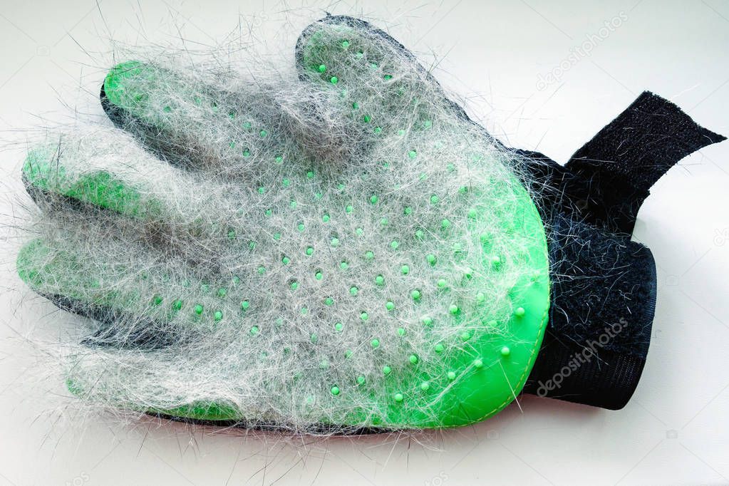 white and gray hair of cat on green glove after grooming