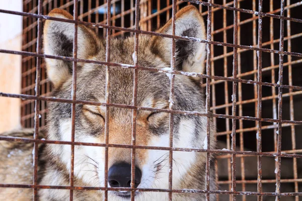 wolf with closed eyes behind grid in cage on winter cold day