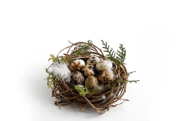 Ovos de codorna em ninho com penas em fundo branco, conceito de Páscoa — Fotografia de Stock