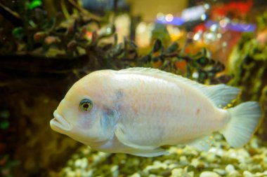 Oscar Albino balık, Astronotus Oscellatus beyaz balık akvaryum Yüzme