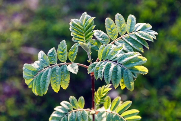 Vista superior do ramo jovem da cinza da montanha, folhas verdes de rowan no dia ensolarado da mola, foco seletivo — Fotografia de Stock