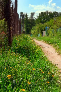 güneşli bir günde karahindiba ile patika, demir örgü çit ve yeşil çim görünümü, seçici odak