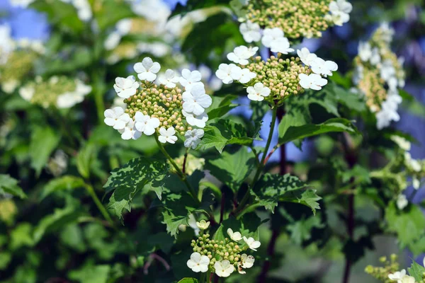 Hortensias blancas flores y brotes sobre fondo verde en el soleado día de primavera —  Fotos de Stock