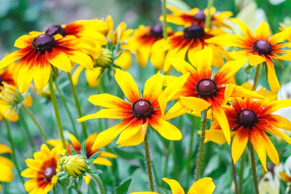 Flowers of Rudbeckia hirta, blossoms of black-eyed Susan in garden on sunny summer day — Stock Photo, Image