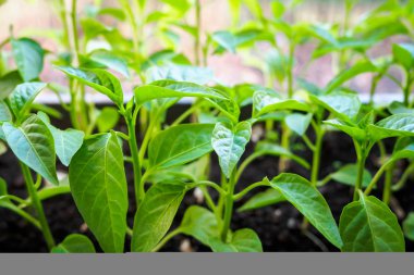 pencere üzerinde bahar fideleri, yeşil yaprakları ile filiz, seçici odak