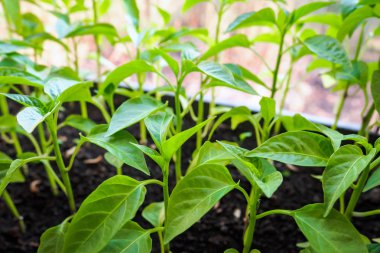pencere eşikli biber yakın çekim bahar fideleri, seçici odak