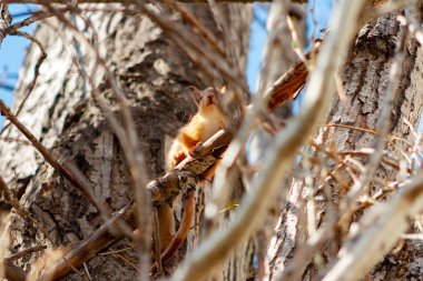 Genç sincap dalda oturuyor ve güneşli bahar gününde kameraya bakıyor.