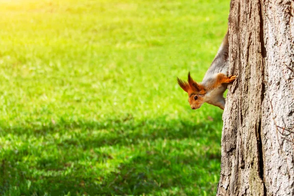 Jeune écureuil rouge regarde par derrière un tronc d'arbre sur un fond d'herbe verte, espace de copie. Sciurus vulgaris — Photo