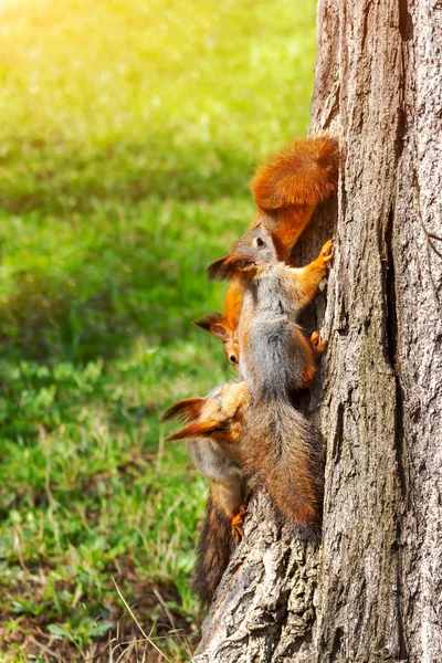 Écureuils roux - maman et deux de ses enfants sur un tronc d'arbre. Sciurus vulgaris, vue verticale — Photo