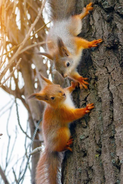 Två unga röda ekorrar på en trädstam. Sciurus vulgaris, vertikal vy — Stockfoto