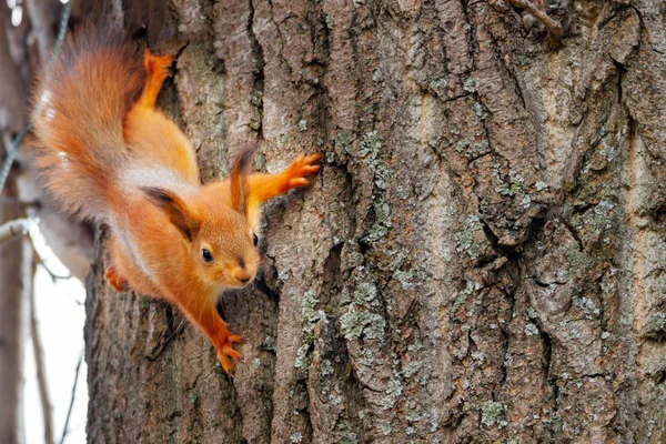 Młoda czerwona wiewiórka patrząca w kamerę na pniu drzewa. Sciurus vulgaris, przestrzeń do kopiowania — Zdjęcie stockowe