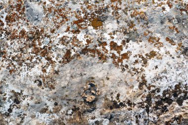 Yosun ve liken ile doğal gri taş yakın çekim, soyut arka plan