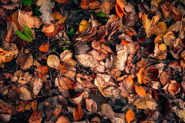 Top view red, brown and orange fallen leaves lie on the ground, autumn background — Stock Photo, Image