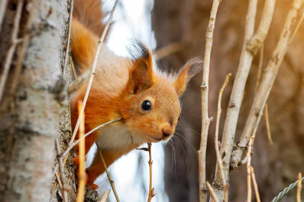 Joven ardilla roja mira desde detrás de un tronco de árbol. Primer plano de Sciurus vulgaris —  Fotos de Stock