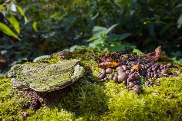 Brown earth balls fungus grows on a stump, green moss and old tinder false, Scleroderma citrinum — Stock Photo, Image