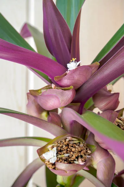 Tradescantia spathacea çiçeklenme. Tekne zambağının beyaz çiçeği ya da beşikteki Musa çiçek. Dikey görünüm