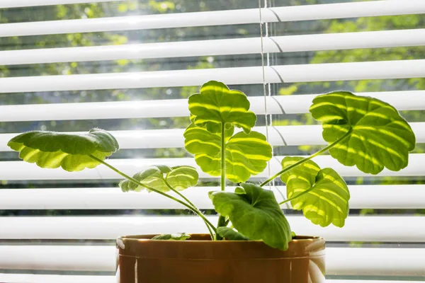 Pelargonium'u kahverengi bir tencerede pencere de panjurların arka planında kapatın. Güneş ışınlarındaki genç sardunya.