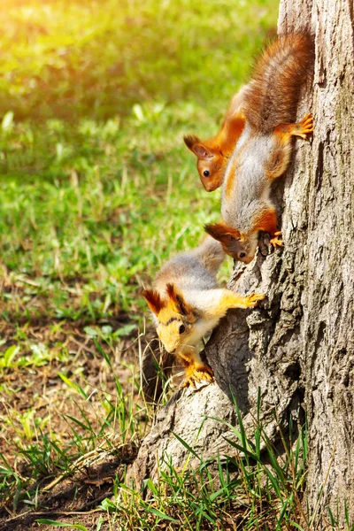 Mamma scoiattolo rosso e due dei suoi figli su un tronco d'albero. Sciurus vulgaris, vista verticale — Foto Stock