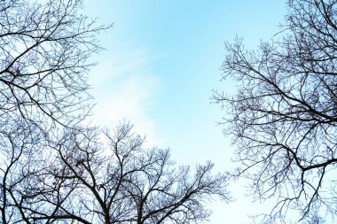 Arka plan mavi gökyüzü ve bulutlar üzerinde çıplak ağaç üstleri alt görünümü. Ağaç dallarının siluetleri, kopyalama alanı