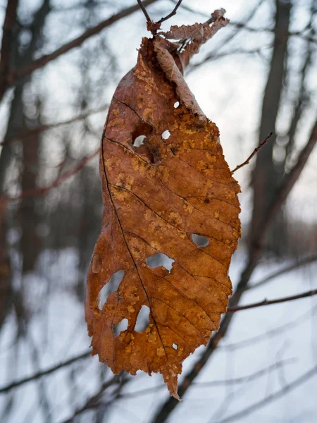 Παλιό κίτρινο ξηρό φύλλο κρέμεται σε ένα κλαδί σε μια χειμερινή ημέρα — Φωτογραφία Αρχείου