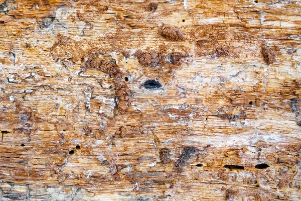 Starý kmen stromu bez kůry, hrubé dřevěné texturované pozadí — Stock fotografie