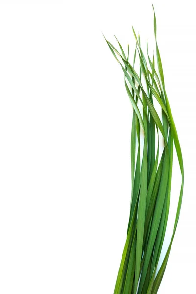 Beyaz arka planda yulaf otlarının dikey üst görüntüsü. Avena sativa 'nın taze yeşil yaprakları. Metin için alanı kopyala