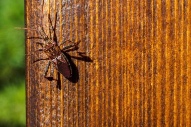 Batı kozalak tohumu böceği, Leptoglossus occidentalis tahta üzerinde. Üst görünüm, alanı kopyala
