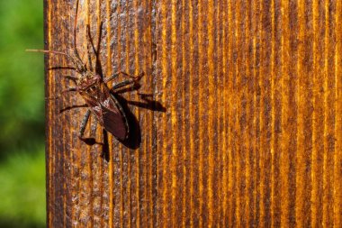 Western conifer seed bug, Leptoglossus occidentalis on wooden plank. Top view, copy space clipart