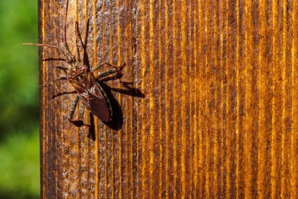 Batı kozalak tohumu böceği, Leptoglossus occidentalis tahta üzerinde. Üst görünüm, alanı kopyala