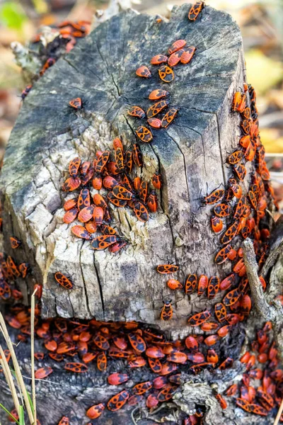 Skupina Ohňostroje Pyrhocoris Apterus Pařezu Svislé Zobrazení Selektivní Zaměření — Stock fotografie