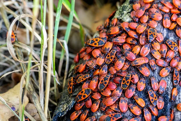 Bir grup kundakçı, Pyrrhocoris apterus ağaç gövdesinde. Üst görünüm, seçici odak