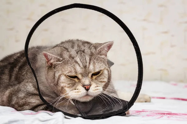 Domestic pet disease. Gray shorthair scottish cat laying in cone collar.