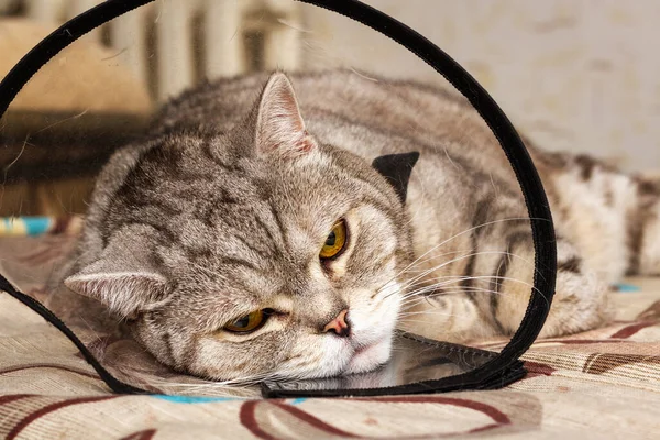 Gray shorthair scottish cat laying in cone collar with sickly look. Domestic pet disease.