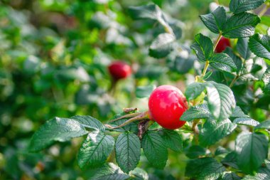 Güneşli yaz gününde yeşil yapraklı kırmızı güllük gülistanlık. Seçici odak, boşluğu kopyala.