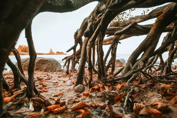 brown real tree roots intertwine, autumn yellow leaves lie on the ground under the root of a large tree, fresh air in nature,solitude in autumn, plant weaving ,hard bark orange leaf color