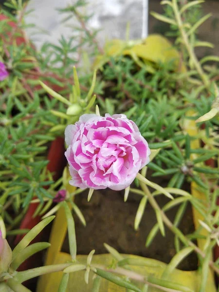 Portulaca grandiflora (Portulaca, Moss Rose, Sun plant, Sun Rose) ; A colorful blossom, petals stacked overlapping in layers which variable and multi-colored. Supported by tiny, thick & fleshy leaves.