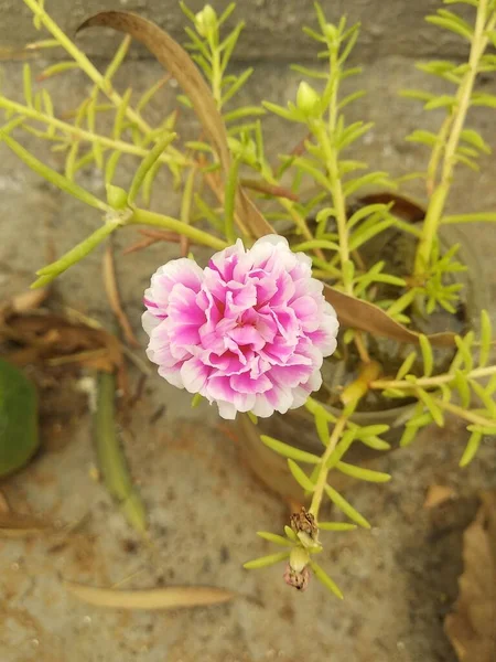 Portulaca Grandiflora Portulaca Moss Rose Planta Sol Sun Rose Uma — Fotografia de Stock