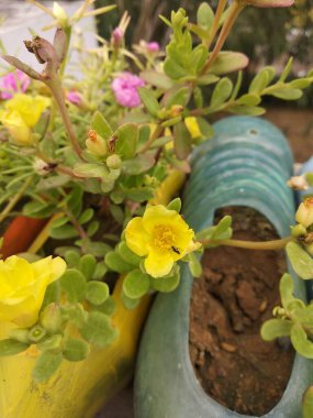 Portekizce grandiflora (Portekiz, Moss Rose, Güneş Gülü, Güneş Gülü); Renkli bir çiçek, değişken ve çok renkli katmanlar halinde üst üste yığılmış taç yaprakları. küçük, kalın ve etli yapraklarla desteklenir.