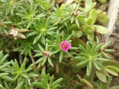 Portekizce grandiflora (Portekiz, Moss Rose, Güneş Gülü, Güneş Gülü); Renkli bir çiçek, değişken ve çok renkli katmanlar halinde üst üste yığılmış taç yaprakları. küçük, kalın ve etli yapraklarla desteklenir.