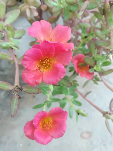 Portulaca grandiflora (Portulaca, Moss Rose, Sun plant, Sun Rose) ; A colorful blossom, petals stacked overlapping in layers which variable and multi-colored. Supported by tiny, thick & fleshy leaves.