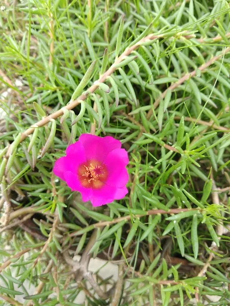 Portulaca grandiflora (Portulaca, Moss Rose, Sun plant, Sun Rose) ; A colorful blossom, petals stacked overlapping in layers which variable and multi-colored. Supported by tiny, thick & fleshy leaves.