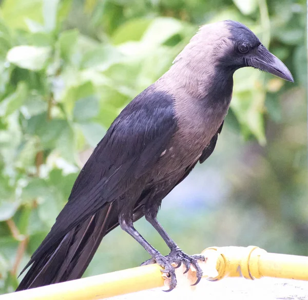 Индийский Черный Ворон Corvus Corone Ищет Пищу Солнечный День Дели — стоковое фото