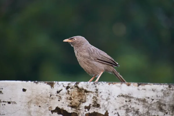 Бабблер Turdoides Striata Common Bird Дели Индия — стоковое фото