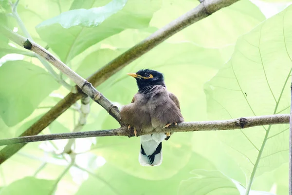 Jungle Babbler Turdoides Striata Oiseau Commun Delhi Inde — Photo