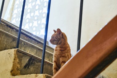 Yerli çizgili kedi yavrusu. Özgün geçmişleri olan sevimli, genç bir kedi. Evcil hayvanlar, veterinerler ve reklam konsepti. Ayrıntılı dış çekimler.