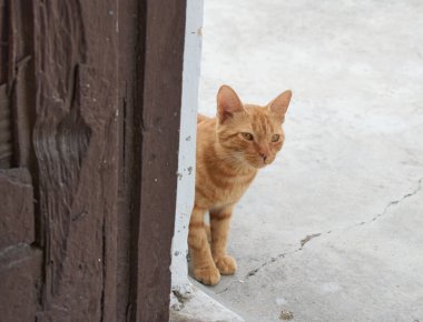 Yerli çizgili kedi yavrusu. Özgün geçmişleri olan sevimli, genç bir kedi. Evcil hayvanlar, veterinerler ve reklam konsepti. Ayrıntılı dış çekimler.