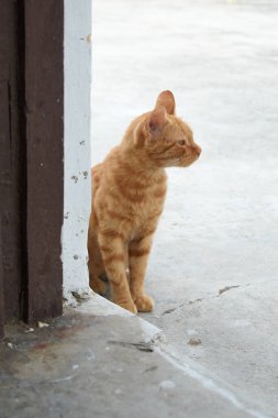 Yerli çizgili kedi yavrusu. Özgün geçmişleri olan sevimli, genç bir kedi. Evcil hayvanlar, veterinerler ve reklam konsepti. Ayrıntılı dış çekimler.